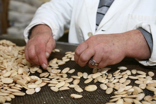 Where Italian Life Goes, The Sweet Habit of Confetti Follows