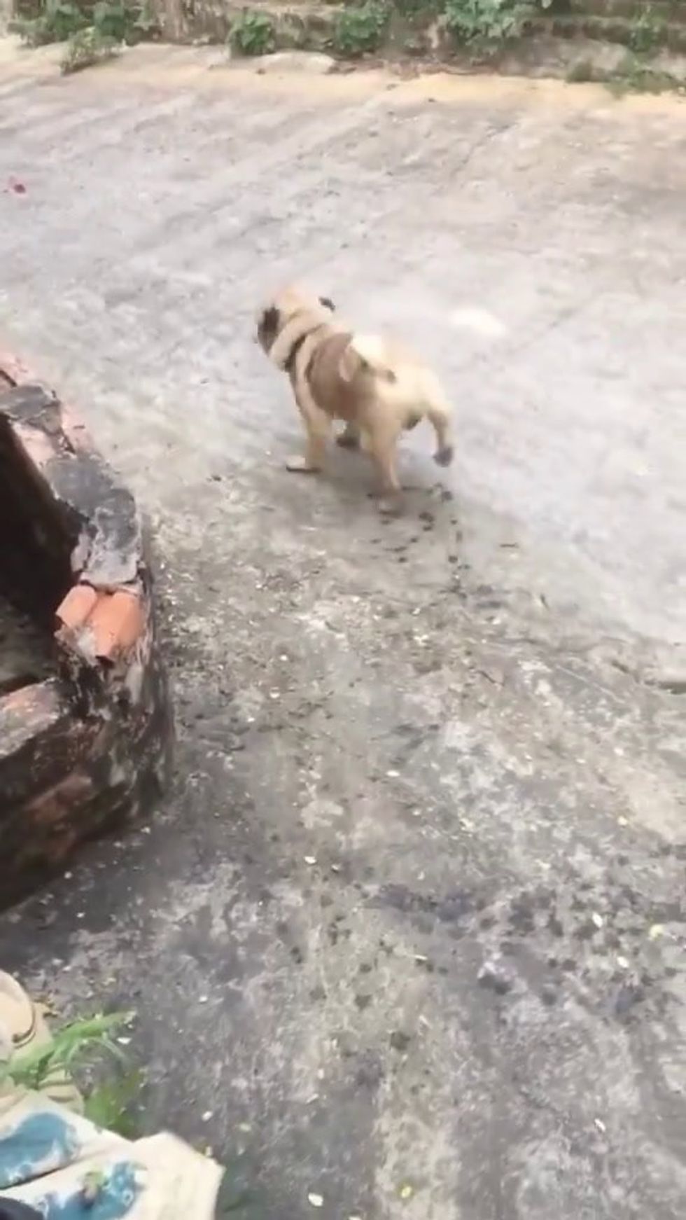 Cane acrobata mette in mostra le sue doti | video