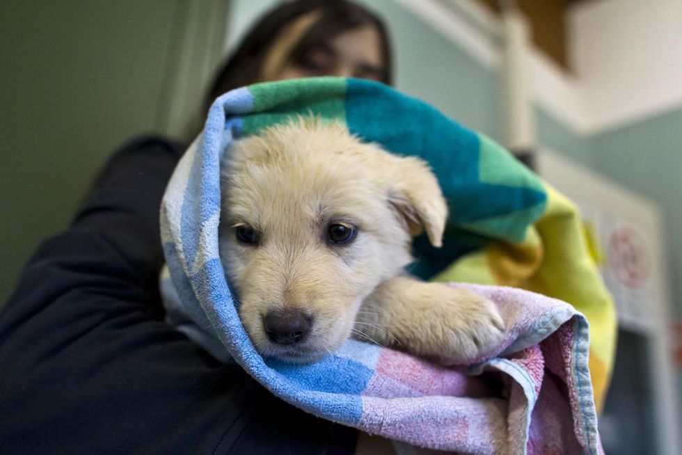 Nuova tassa sui cani ecco come funzionerà Panorama