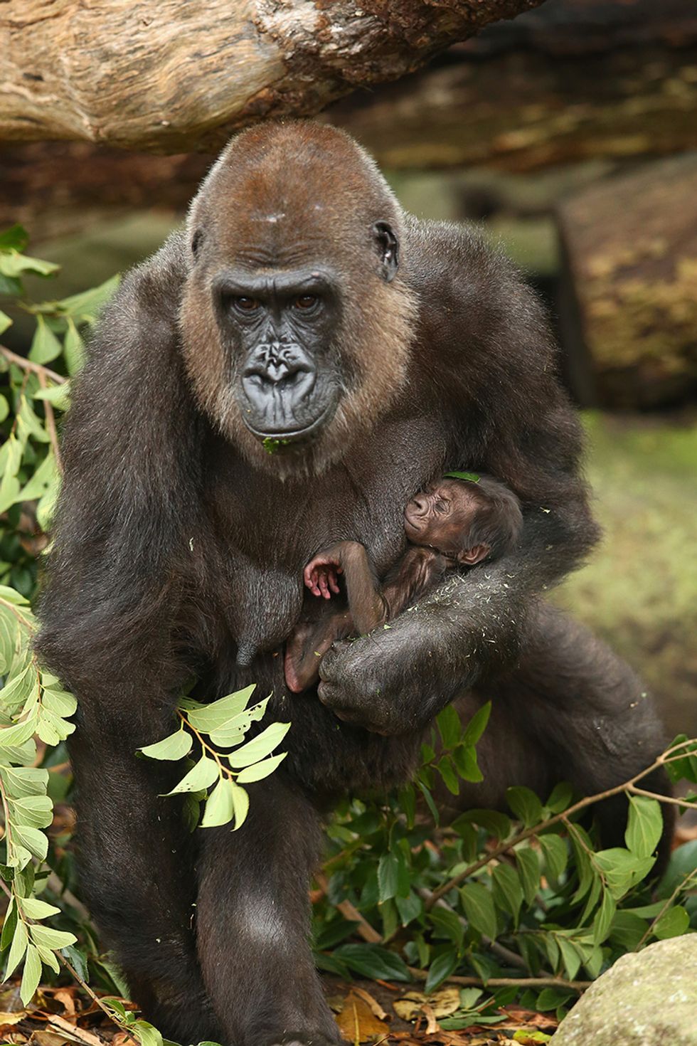 Un Cucciolo Di Gorilla Nato All