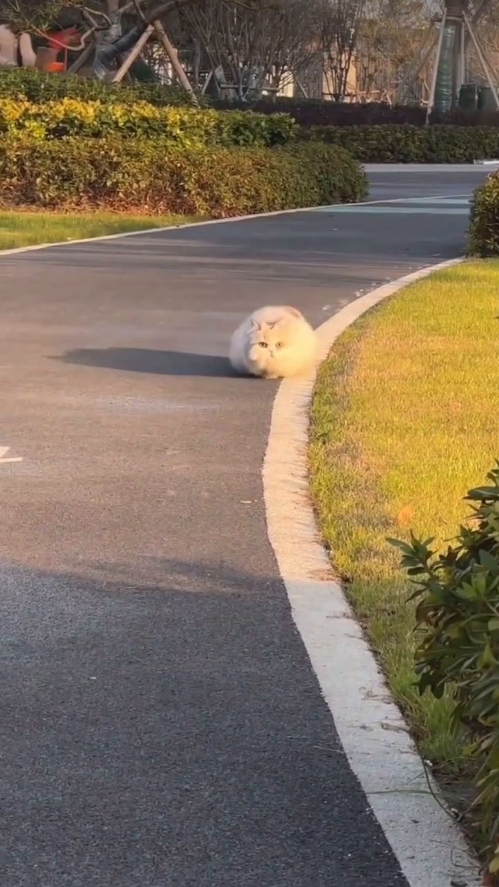 Un gatto cicciotto corre verso casa