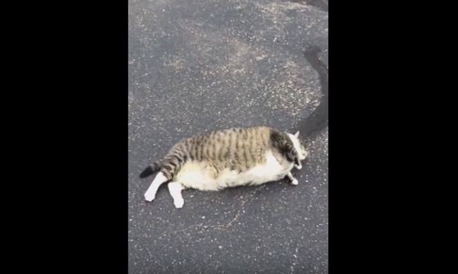 Gatto gira per casa grazie al robot aspirapolvere