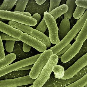 microbioma batterio