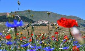 La Fioritura di Castelluccio di Norcia