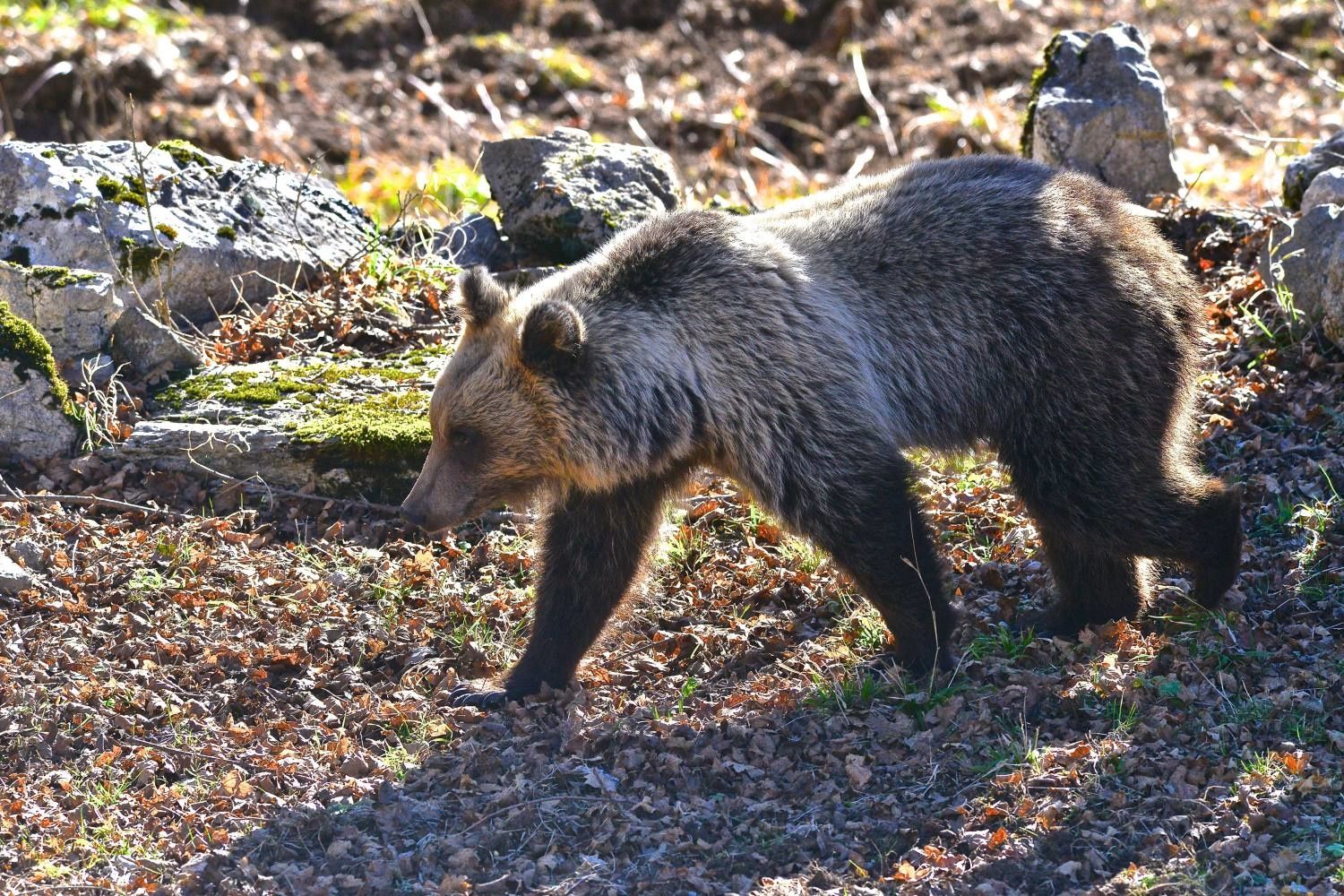 orso-apertura