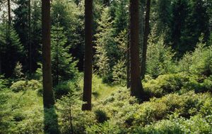 il verde cura lo stress. Istituto bioeconomia Cnr e Club alpino italiano