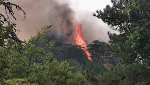 Calabria incendi