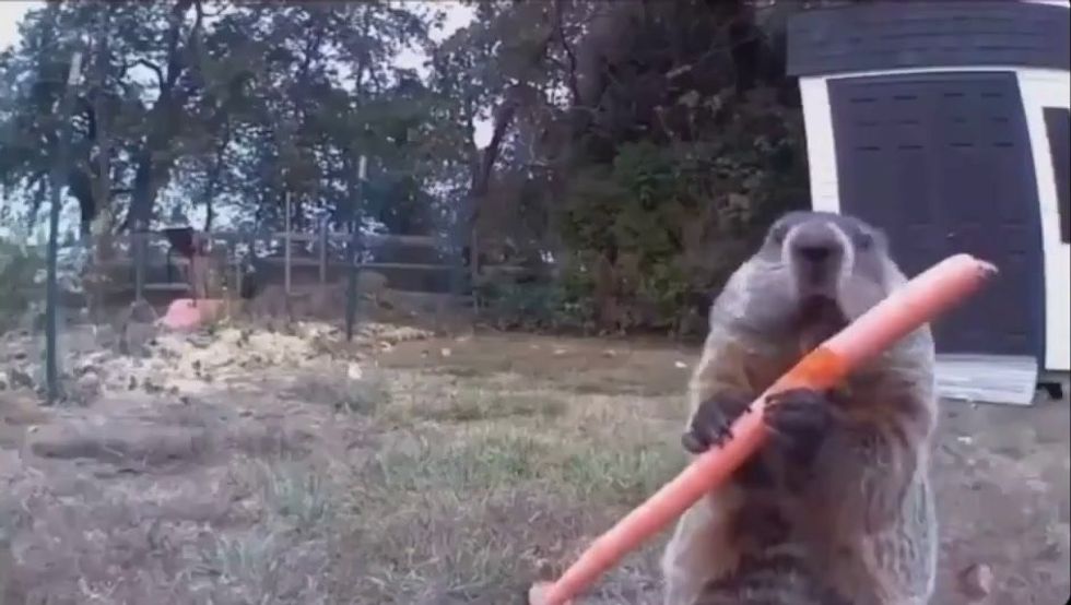 La marmotta impudente | video