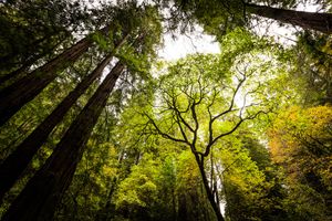 bosco, foresta