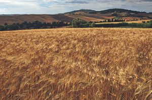 ​Campi di grano