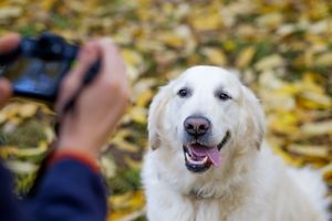 ​Cane, fotografia, social