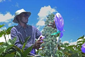 Kenya, raccoglitore di fiori di ricino