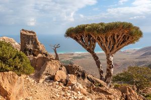 L'isola di Socotra, Yemen