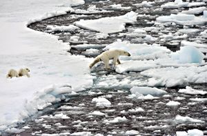 orso polare polo nord