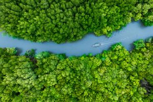 ​Pianeta verde, bosco, fiume