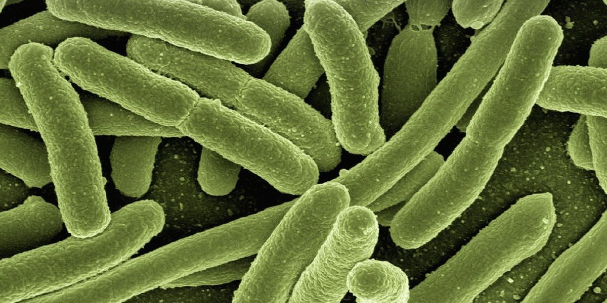 27 Giugno Giornata Mondiale del Microbioma: perché è importante parlarne