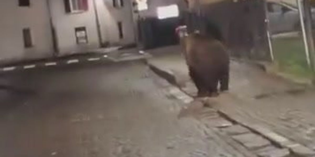 Orso passeggia per le vie di Malé in Trentino I video