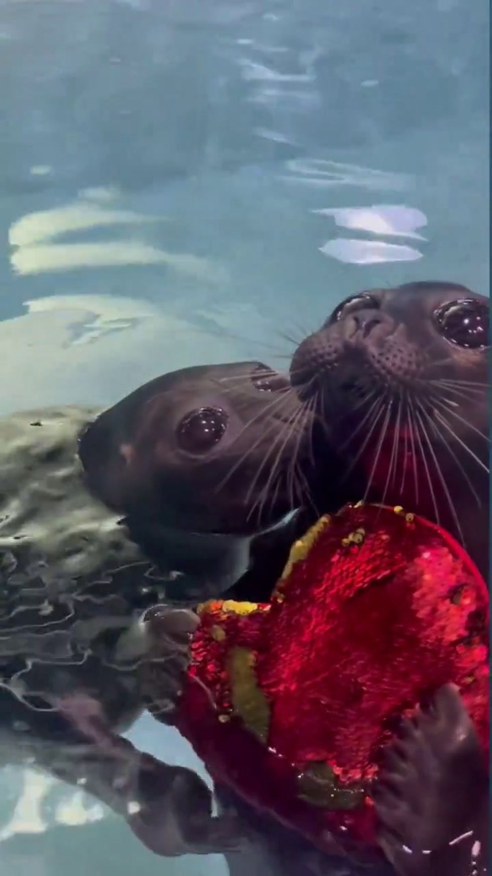 Le foche innamorate