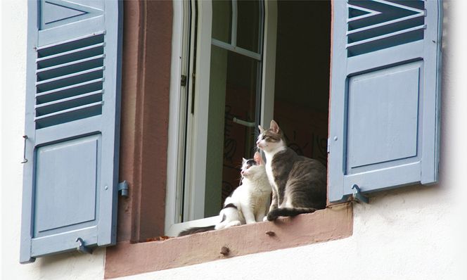 Il gatto, 10 libri sul felino di casa più amato - Panorama